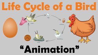 BIRD LIFE CYCLE  Animation [upl. by Ahsaeyt191]