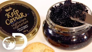 KELP CAVIAR  How Its Made [upl. by Amalea]