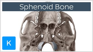 Sphenoid Bone  Definition Location amp Function  Human Anatomy  Kenhub [upl. by Glynda834]