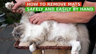 How to Remove Mats from Cats Fur Safely and Easily by Hand Bowie The Ragdoll Cat [upl. by Stoeber]