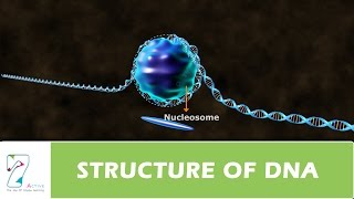 STRUCTURE OF DNA PART 3 [upl. by Teriann746]