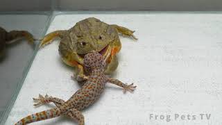 Can an African Bullfrog Eat a longer size Giant Gecko  Warning Live Feeding [upl. by Sivia]