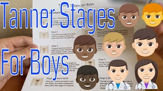 The Tanner stages Boy [upl. by Attezi]