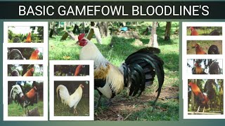 GAME FOWL BLOODLINES Origin amp Characteristics [upl. by Waverly]