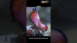 Fun Facts Ocean Flatworm [upl. by Anairad]