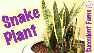 How to Propagate amp Repot Snake Plants Complete with Updates [upl. by Ahsek]