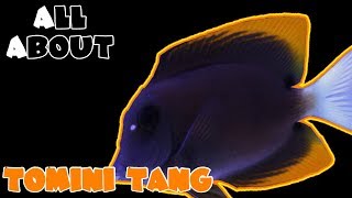 All About The Bristletooth Tomini Tang [upl. by Griffy]