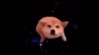 Space Doggo [upl. by Tapes]