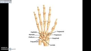 Overview of UL 1  Bones and Joints of Upper Limb  Dr Ahmed Farid [upl. by Nally]