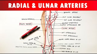 Radial and Ulnar arteries  Course amp Branches  Anatomy Tutorial [upl. by Nerte]