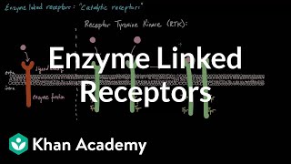 Enzyme Linked Receptors  Nervous system physiology  NCLEXRN  Khan Academy [upl. by Enid423]