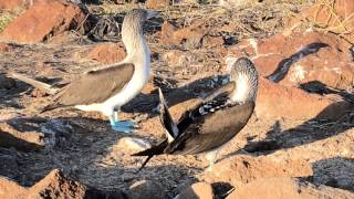 BlueFooted Booby Bird Mating Dance on Galapagos Island [upl. by Avan]