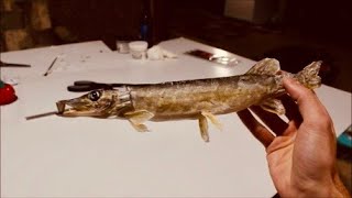 Mount a Fish in Four Days Do It Yourself Beginner Taxidermy [upl. by Jacquenetta]