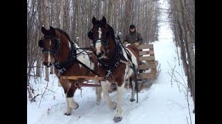 Horse Drawn Sleigh Ride  Christmas Eve [upl. by Sairtemed]