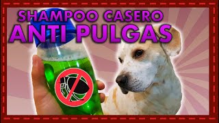 Shampoo casero anti pulgas 🕷 y piel sensible 🐶 Fórmula natural y efectiva para repeler pulgas [upl. by Waligore]