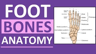 Foot Bones Anatomy Mnemonic Tarsals Metatarsals Phalanges [upl. by Fredie119]