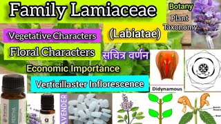 Family Lamiaceae Labiatae Plant taxonomy Plant families [upl. by Yonina127]