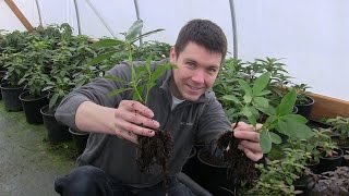 Propagate Thousands of Cuttings Easily Learn How to Build the Ultimate Plant Propagation Frame [upl. by Potash984]