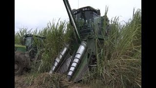 Sugarcane harvest successful but battling muddy conditions [upl. by Carlyle]