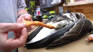 Preparing waterfowl to be mounted [upl. by Tirreg]