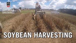 Soybean Harvesting [upl. by Sartin]