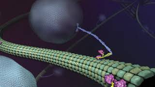 What is Kinesin Ron Vale Explains [upl. by Nethsa]