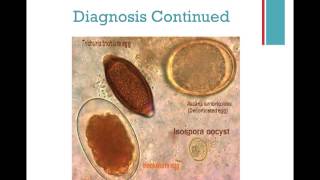 Coccidia in a Shelter Setting  Complete Presentation  conference recording [upl. by Ardnasac]