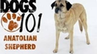 Dogs 101  Anatolian Shepherd [upl. by Ailima]