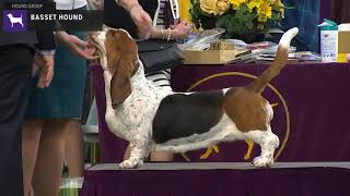 Basset Hounds  Breed Judging 2020 [upl. by Cazzie]