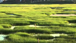 Intro to Salt Marshes [upl. by Charlie]