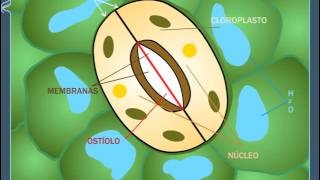 Apertura y cierre de los estomas  ANAYA DIGITAL [upl. by Rehctaht]