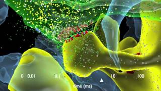 How Synapses Work [upl. by Nosaj475]