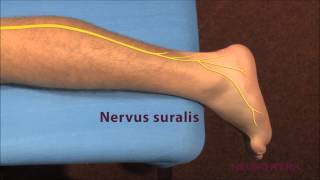 Sensible Neurographie  Suralis [upl. by Reseta190]