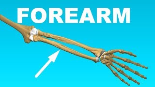 Ulna and Radius  Forearm Overview Bones 7 [upl. by Doralin]