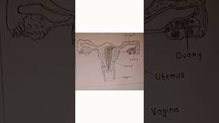 SCIENCE DIAGRAM Female Reproductive System [upl. by Kcirdez]