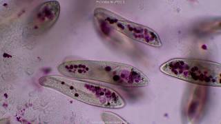 Paramecium tutorial HD [upl. by O'Meara]