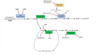 Pyrimidine Synthesis and Salvage Pathway [upl. by Zondra]