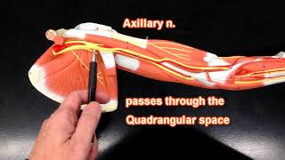 Nerves of the Upper Extremity [upl. by Kitarp]