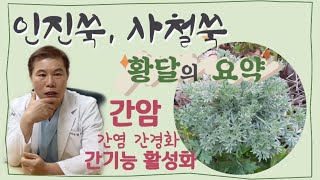 간기능 간암 황달 특효약 인진쑥 사철쑥 특징 효능 복용법 [upl. by Rhpotsirhc]