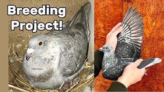 Spread Recessive Opal Racing Pigeons  2019 Breeding Project [upl. by Lean952]