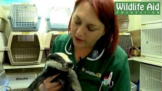 Being a Wildlife Veterinary Nurse [upl. by Asena]