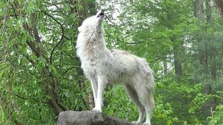 What 30 Wolves Howling Sounds Like [upl. by Mattie]