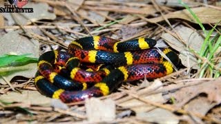 Coral Snake Vs Milksnake [upl. by Avis]