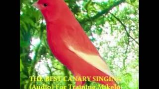 THE BEST CANARY SINGING Audio For Training  Serinus canaria [upl. by Etteb]