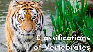 Classifications of Vertebrates [upl. by Nomed]