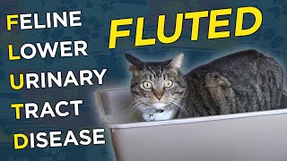 Feline Lower Urinary Tract Disease FLUTD  VetVid Episode 008 [upl. by Horan]