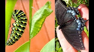 Shocking Catterpillar  Black Swallowtail [upl. by Anoved]