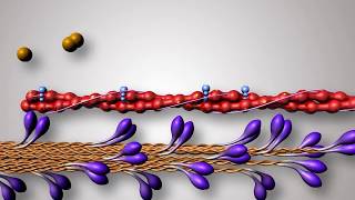 Structure of Contractile Proteins [upl. by Rodolph491]