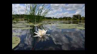 Claude Debussy  Reflets dans leau  Reflections in the Water [upl. by Oal]