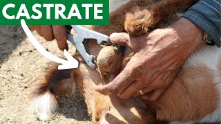 How to Castrate a Goat  Goat Helper Bloopers at End [upl. by Diana]